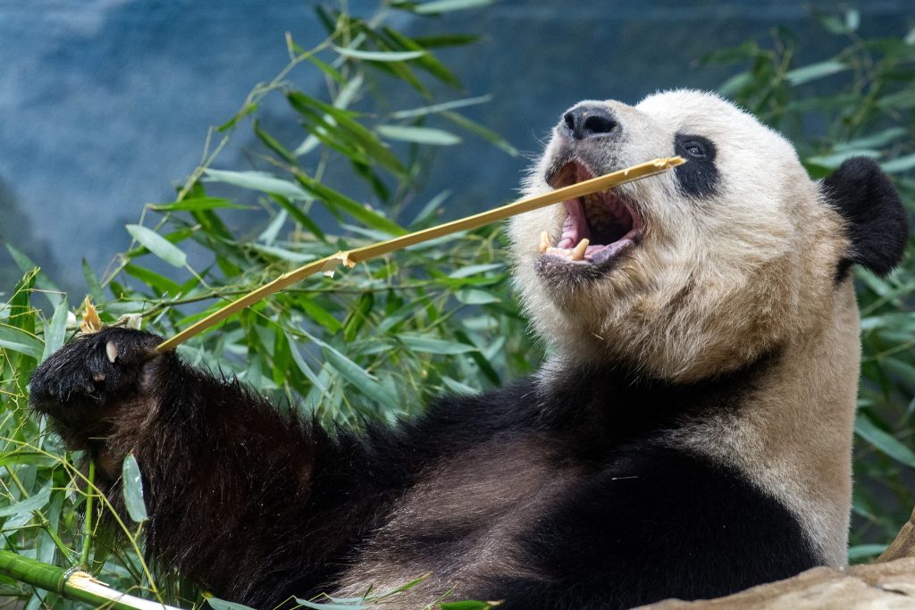 A giant panda holding a bamboo stem and eating