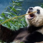 A giant panda holding a bamboo stem and eating