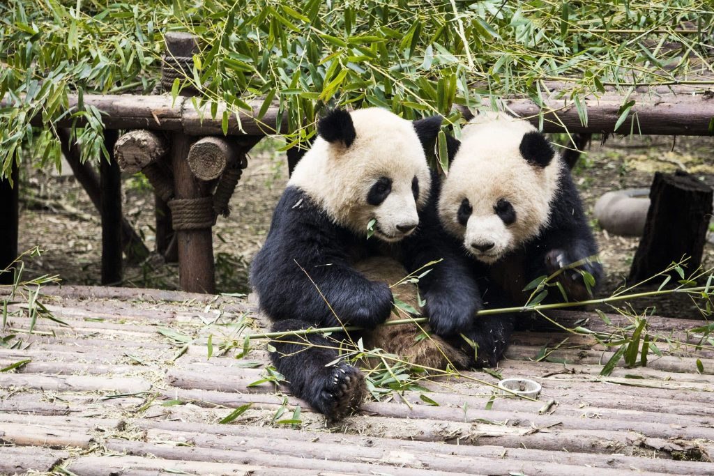 Giant pandas feeding on bamboo at the panda base in Chengdu