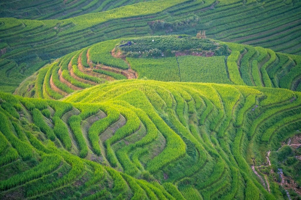 Contoured green rice terraces stacked down a hillside at Longji, Longsheng