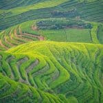 Contoured green rice terraces stacked down a hillside at Longji, Longsheng