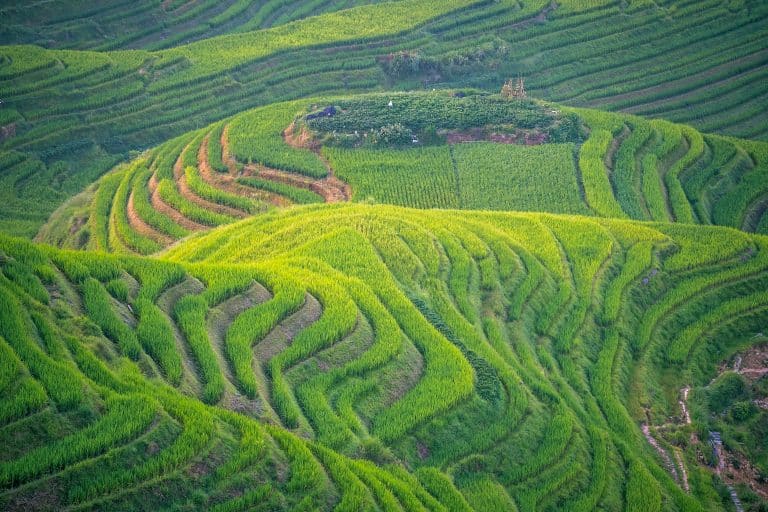 Contoured green rice terraces stacked down a hillside at Longji, Longsheng