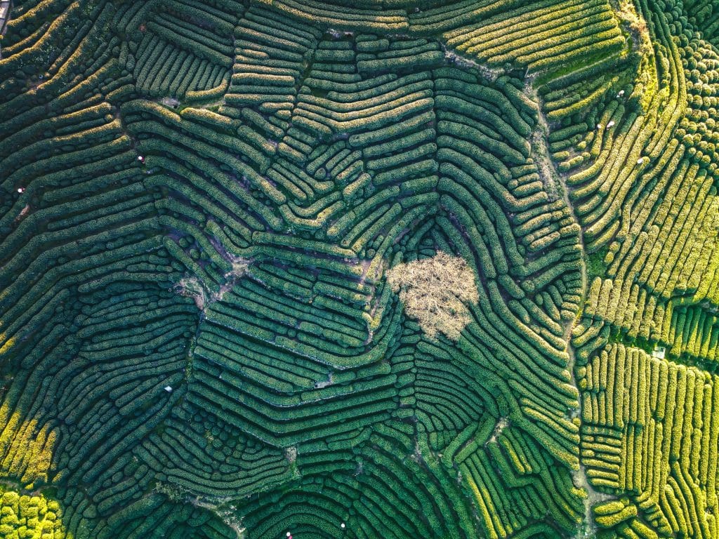 Terraced Longjing tea fields on the hills near Hangzhou's West Lake, with pickers working the rows during harvest season