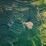 Terraced Longjing tea fields on the hills near Hangzhou's West Lake, with pickers working the rows during harvest season