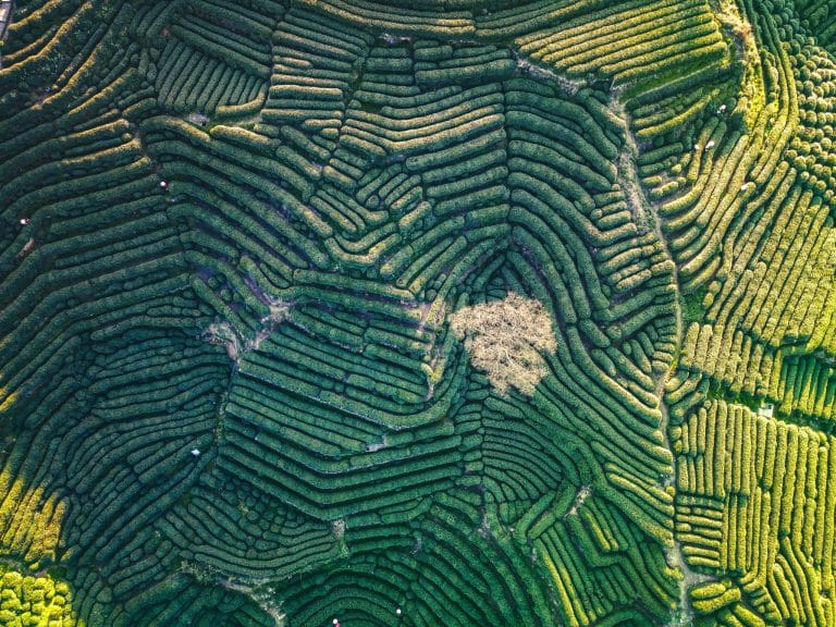 Terraced Longjing tea fields on the hills near Hangzhou's West Lake, with pickers working the rows during harvest season