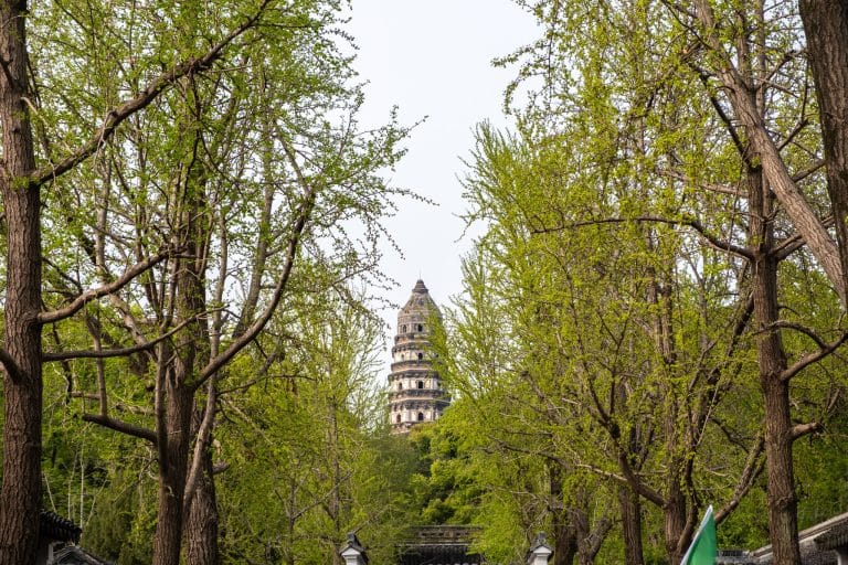 Yunyan Pagoda, the leaning brick pagoda of Tiger Hill, seen through spring trees in Suzhou, China.
